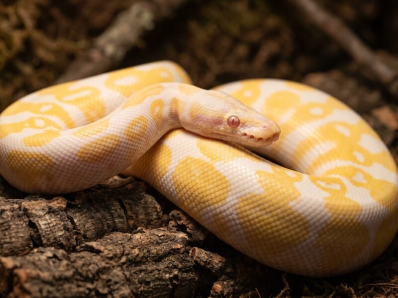Adult albino ball python coiled on cork bark, showing yellow and white pattern with red eyes