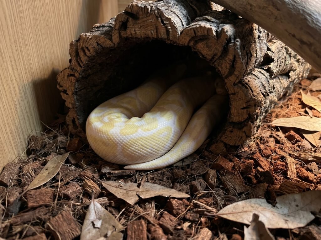 Albino ball python resting inside a snug hide in a naturalistic enclosure setup