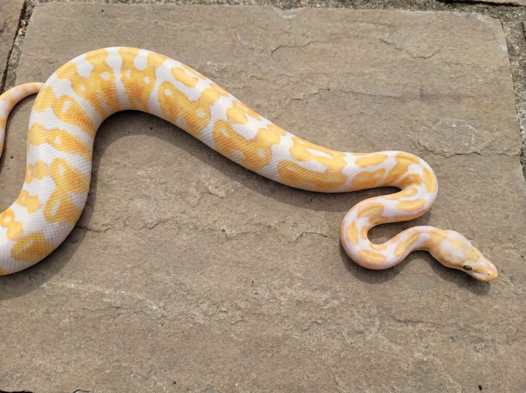 High-contrast albino ball python showing vivid yellow and white saddle pattern from above
