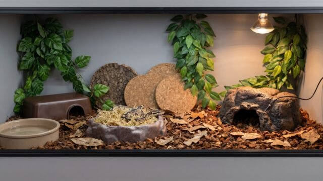 Ball python enclosure interior showing warm hide, humid hide, naturalistic substrate, and cork bark decor
