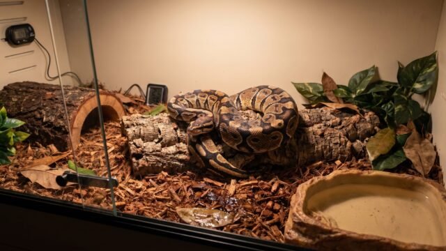 ball python health