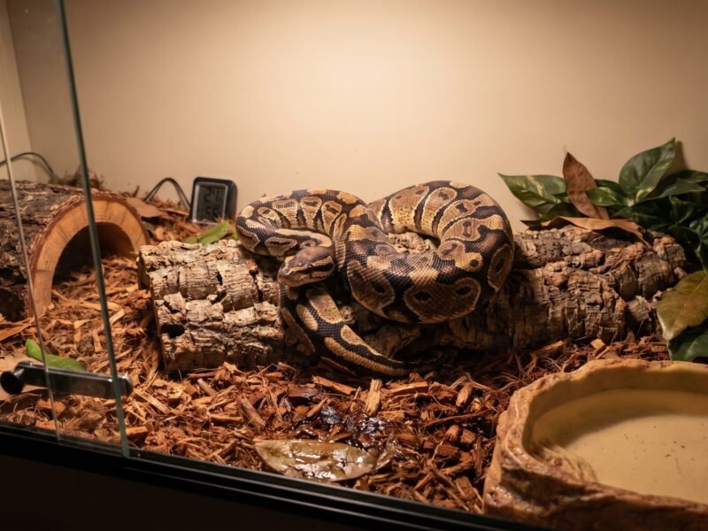 ball python health