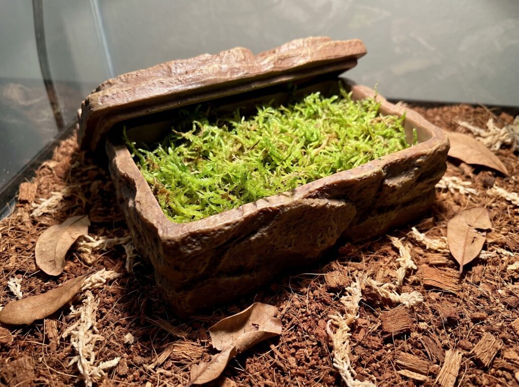 Humid hide lined with damp sphagnum moss ready for ball python shedding support