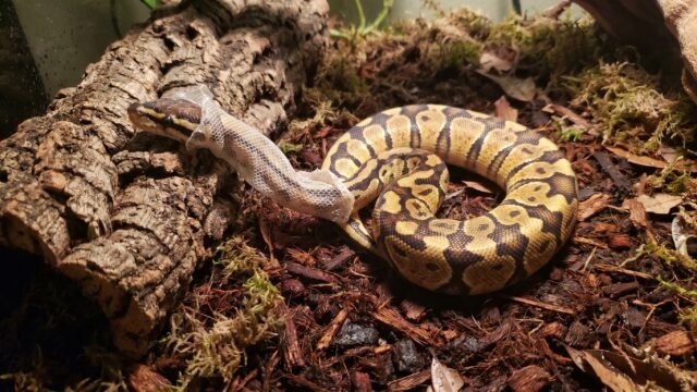 ball python humidity shedding