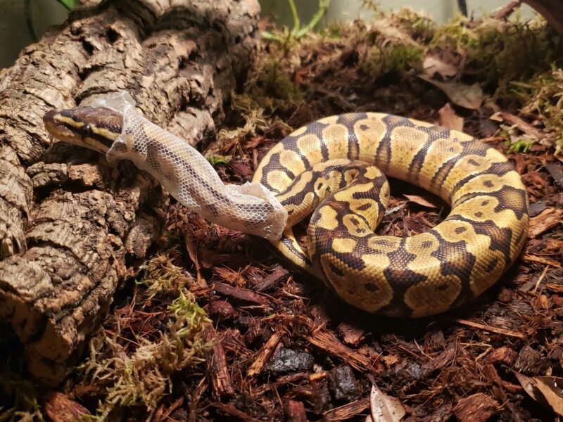 ball python humidity shedding