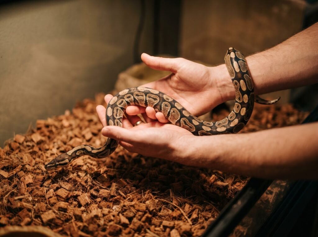 Hands scooping a ball python with both palms supporting the body from below