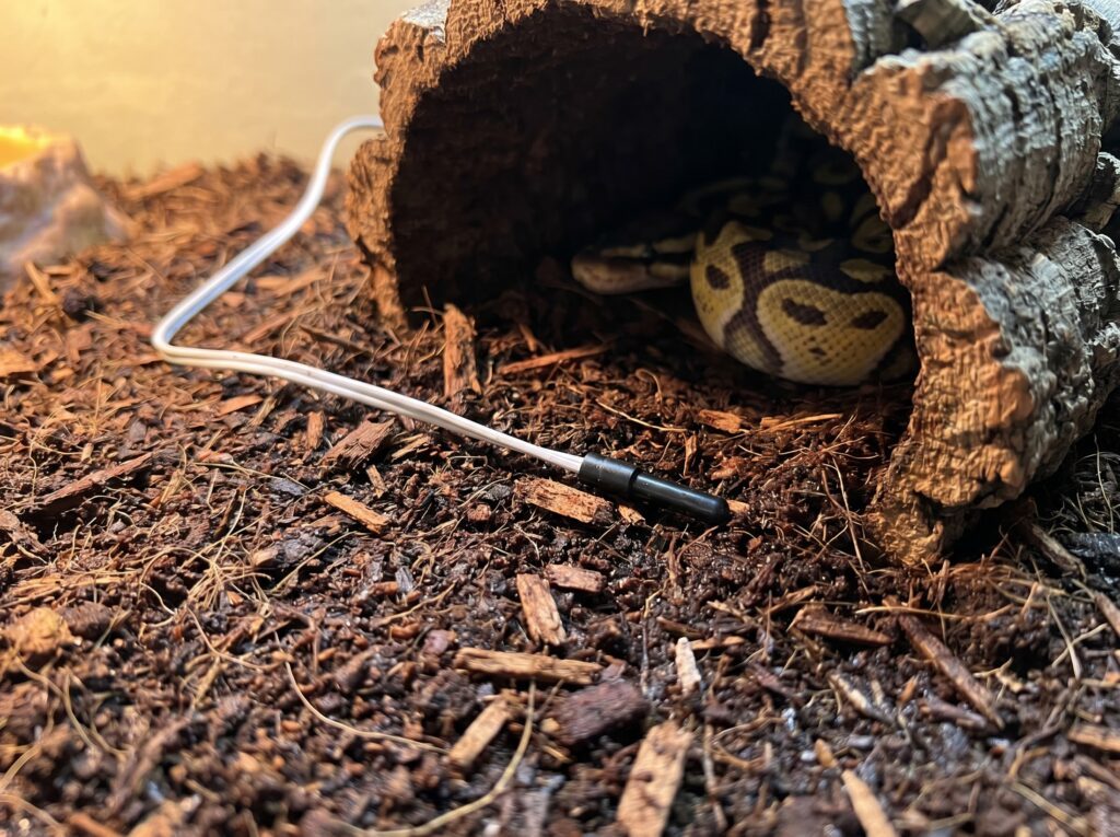 Thermometer probe placed at substrate level next to a warm hide inside a ball python enclosure