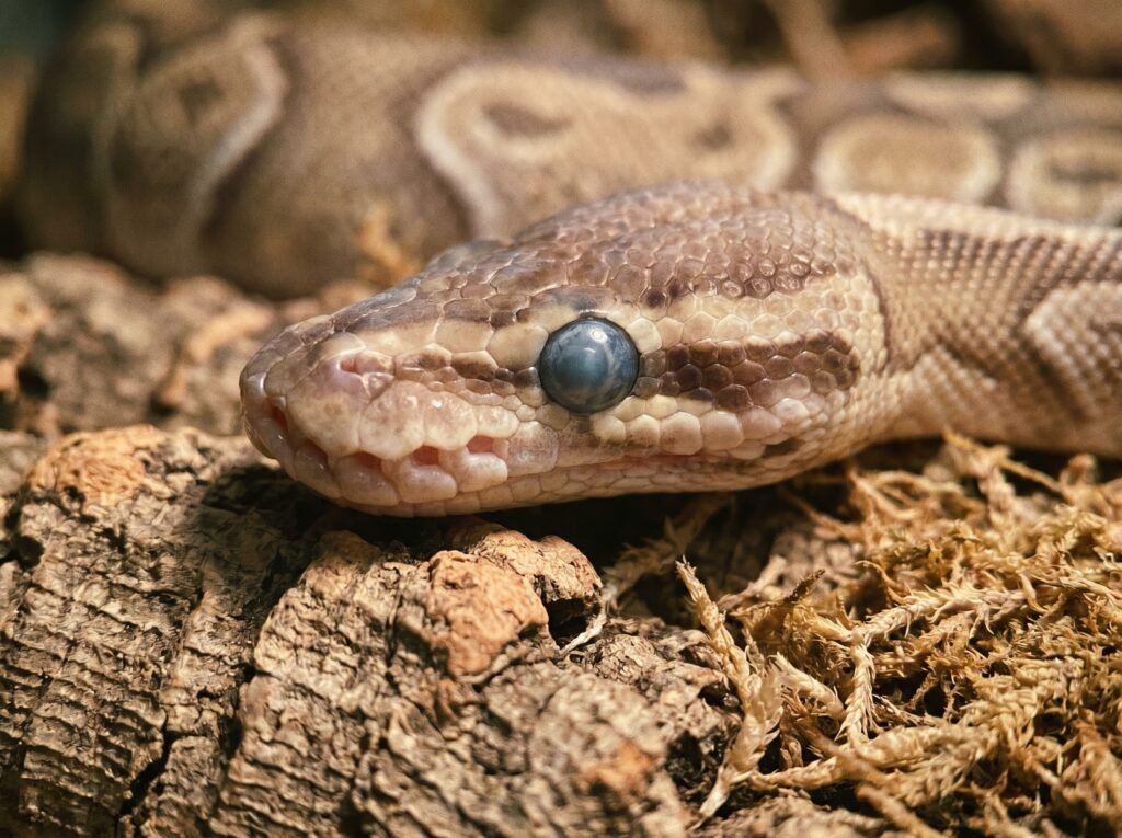 Ball python in pre-shed with cloudy blue eye caps indicating an upcoming shed