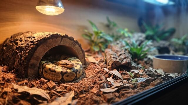 Ball python resting inside a warm hide on the warm side of a bioactive enclosure