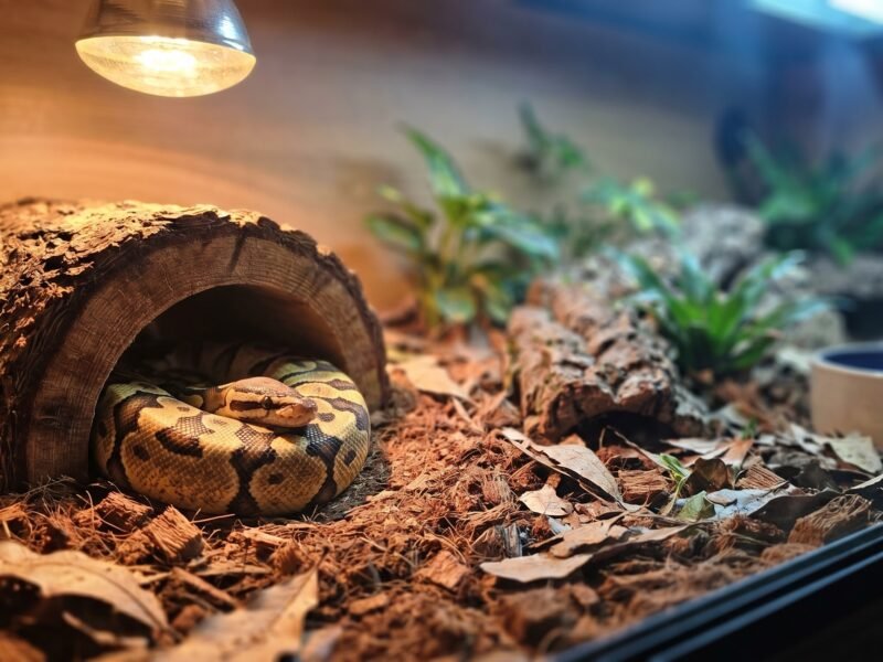 Ball python resting inside a warm hide on the warm side of a bioactive enclosure