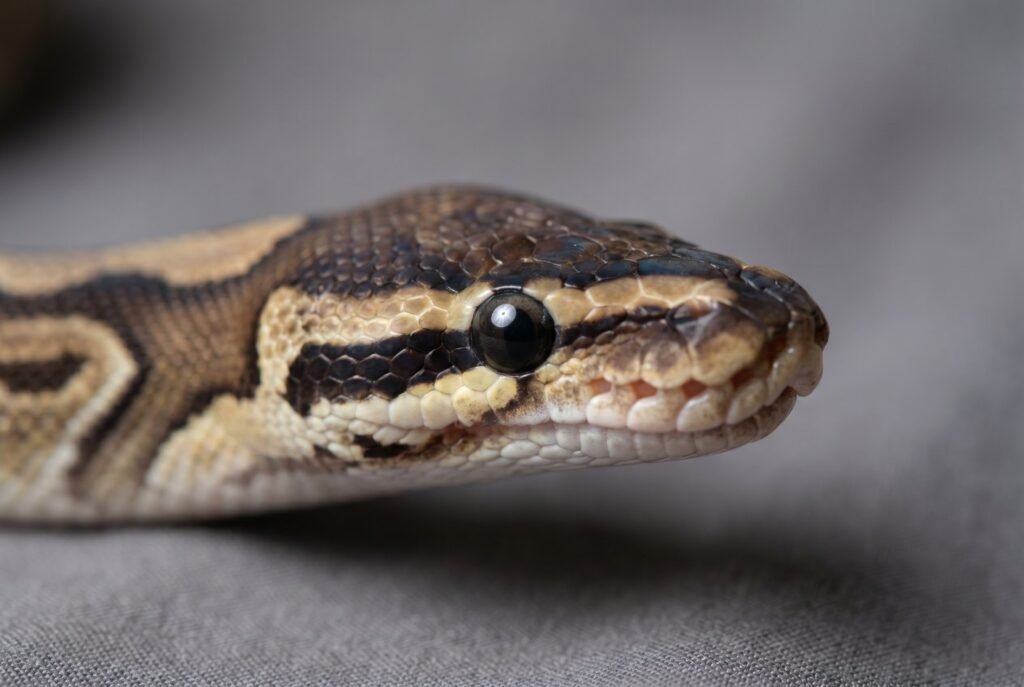 Close-up of a healthy ball python eye, clear and bright with smooth surrounding scales