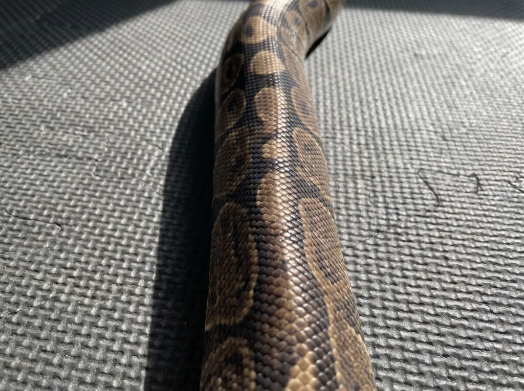 PVC ball python enclosure with thermostat and hide, front door open
