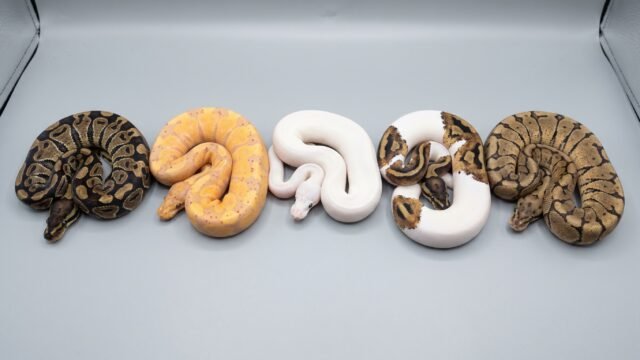 popular ball python morphs