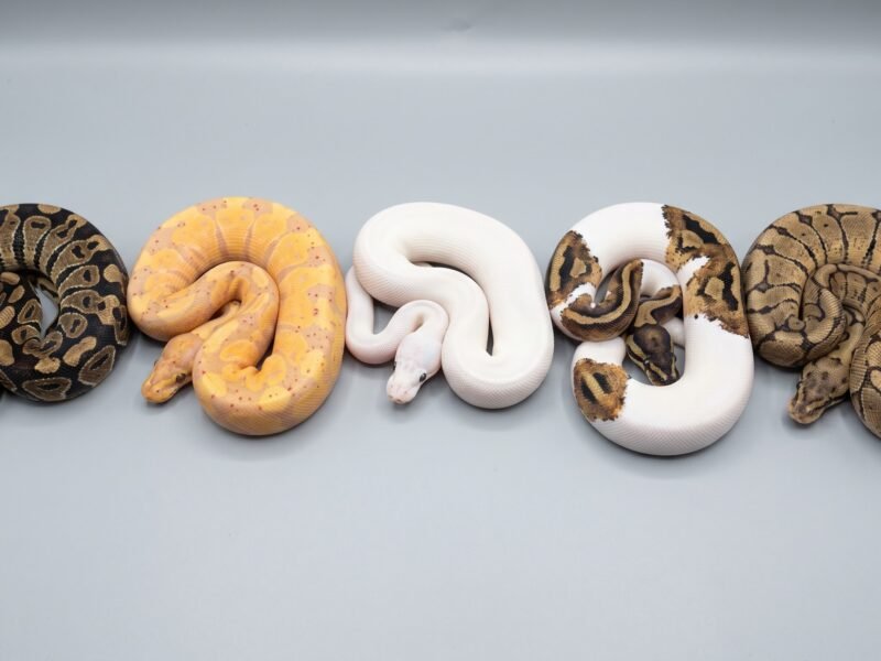 popular ball python morphs