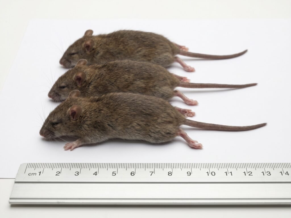 Three frozen African soft-furred rats next to a ruler showing feeder size